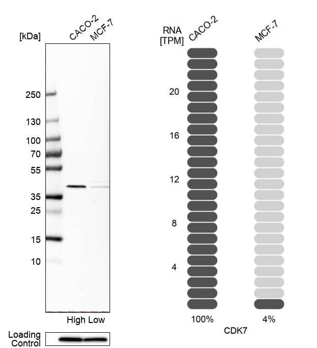 Cdk7 Antibody - BSA Free Western Blot: Cdk7 Antibody - BSA Free [NBP1-86666]