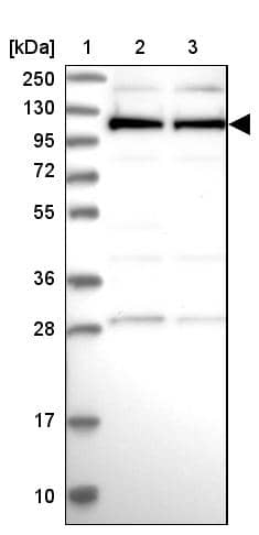 Cactin Antibody - BSA Free Western Blot: Cactin Antibody - BSA Free [NBP1-86678]