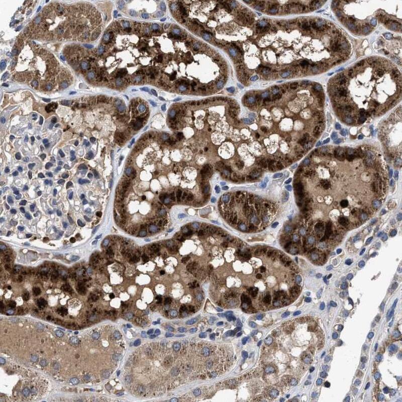 Cav1.3 Antibody - BSA Free Immunohistochemistry-Paraffin: Cav1.3 Antibody - BSA Free [NBP1-86684]