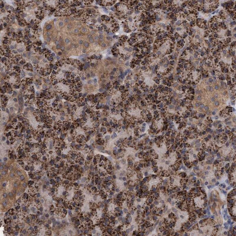 TSTD2 Antibody - BSA Free Immunohistochemistry-Paraffin: TSTD2 Antibody - BSA Free [NBP1-86696]