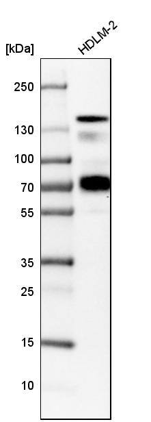 Semaphorin 4D/CD100 Antibody - BSA Free Western Blot: Semaphorin 4D/CD100 Antibody - BSA Free [NBP1-86705]