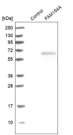 FAM154A Antibody - BSA Free Western Blot: FAM154A Antibody - BSA Free [NBP1-86710]