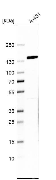 FAM120A Antibody - BSA Free Western Blot: FAM120A Antibody - BSA Free [NBP1-86715]