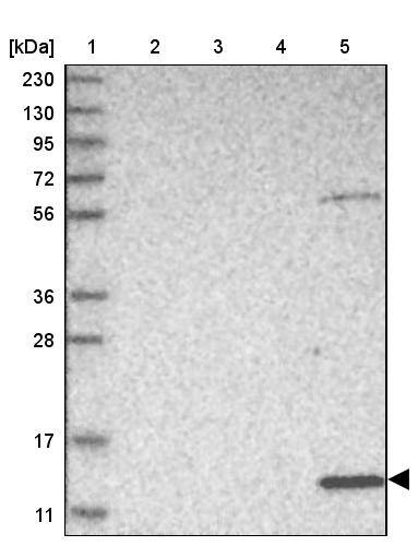 PSMG3 Antibody - BSA Free Western Blot: PSMG3 Antibody - BSA Free [NBP1-86725]