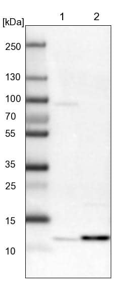 PSMG3 Antibody - BSA Free Western Blot: PSMG3 Antibody - BSA Free [NBP1-86725]