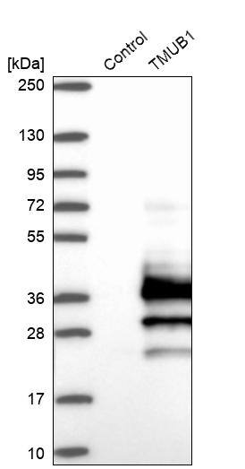 TMUB1 Antibody - BSA Free Western Blot: TMUB1 Antibody - BSA Free [NBP1-86731]