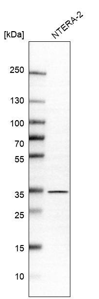 GET4 Antibody - BSA Free Western Blot: GET4 Antibody - BSA Free [NBP1-86732]