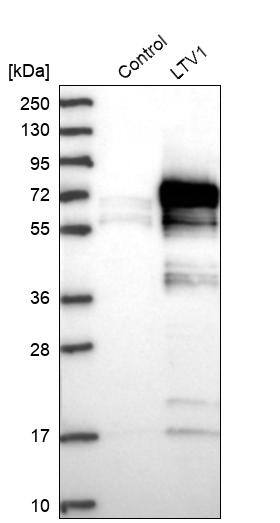LTV1 Antibody - BSA Free Western Blot: LTV1 Antibody - BSA Free [NBP1-86734]