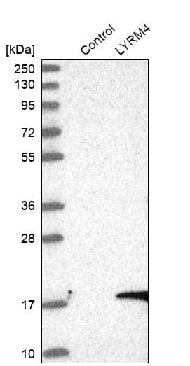 LYRM4 Antibody - BSA Free Western Blot: LYRM4 Antibody - BSA Free [NBP1-86762]