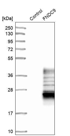 FNDC9 Antibody - BSA Free Western Blot: FNDC9 Antibody - BSA Free [NBP1-86771]