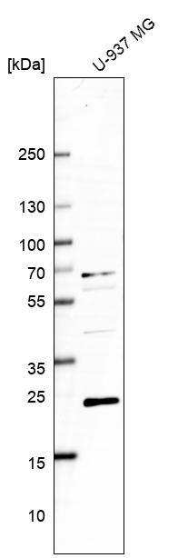 GAPT Antibody - BSA Free Western Blot: GAPT Antibody - BSA Free [NBP1-86773]