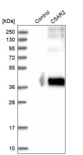 C5L2/GPR77 Antibody - BSA Free Western Blot: C5L2/GPR77 Antibody - BSA Free [NBP1-86777]