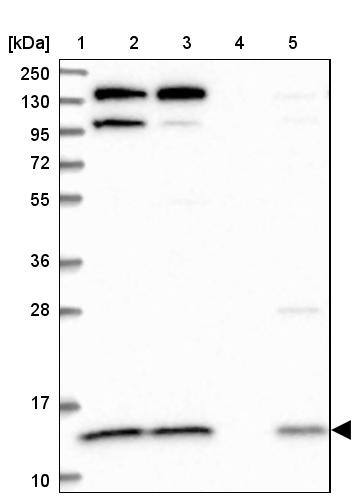 CMC1 Antibody - BSA Free Western Blot: CMC1 Antibody - BSA Free [NBP1-86786]