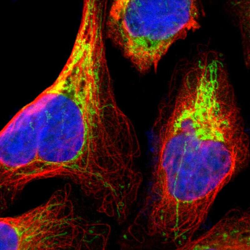 MRPS22 Antibody - BSA Free Immunocytochemistry/ Immunofluorescence: MRPS22 Antibody [NBP1-86787]