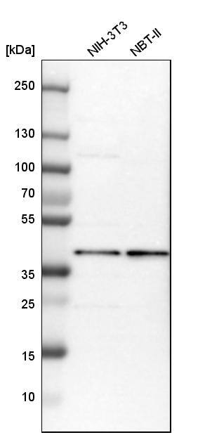 MRPS22 Antibody - BSA Free Western Blot: MRPS22 Antibody - BSA Free [NBP1-86787]