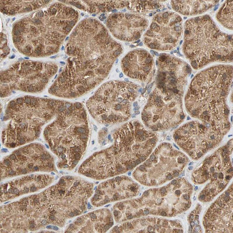 MRPS22 Antibody - BSA Free Immunohistochemistry-Paraffin: MRPS22 Antibody - BSA Free [NBP1-86787]