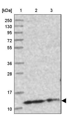 CHCHD5 Antibody - BSA Free Western Blot: CHCHD5 Antibody - BSA Free [NBP1-86796]
