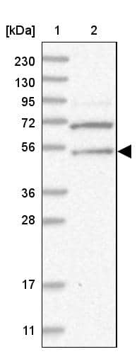 ERLEC1 Antibody - BSA Free Western Blot: ERLEC1 Antibody - BSA Free [NBP1-86801]