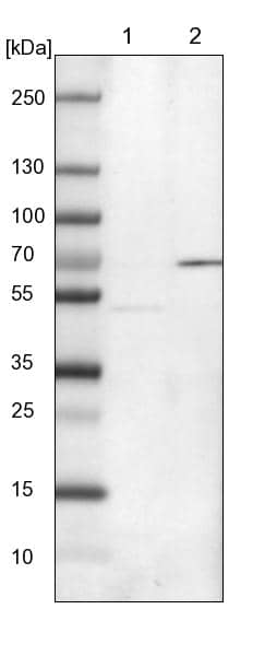 ERLEC1 Antibody - BSA Free Western Blot: ERLEC1 Antibody - BSA Free [NBP1-86801]