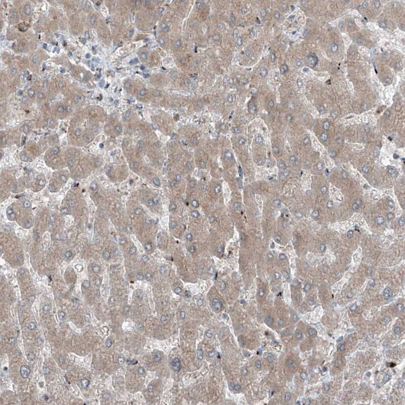 ERLEC1 Antibody - BSA Free Immunohistochemistry-Paraffin: ERLEC1 Antibody - BSA Free [NBP1-86801]