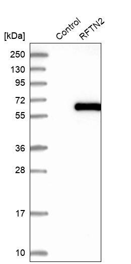 RFTN2 Antibody - BSA Free Western Blot: RFTN2 Antibody - BSA Free [NBP1-86807]