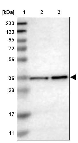 MRPL39 Antibody - BSA Free Western Blot: MRPL39 Antibody - BSA Free [NBP1-86815]