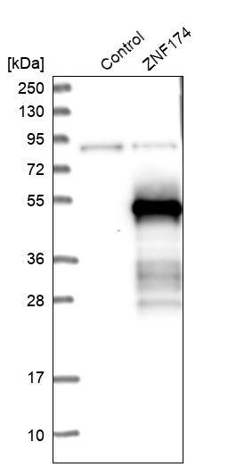 ZNF174 Antibody - BSA Free Western Blot: ZNF174 Antibody - BSA Free [NBP1-86821]