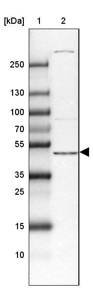 DAPK3/ZIPK Antibody - BSA Free Western Blot: DAPK3/ZIPK Antibody - BSA Free [NBP1-86832]