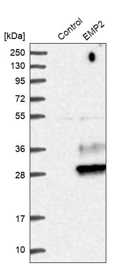 EMP2 Antibody - BSA Free Western Blot: EMP2 Antibody - BSA Free [NBP1-86847]