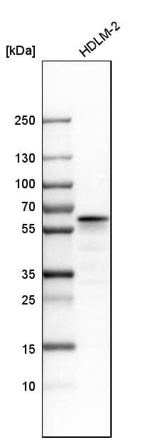 LSP1 Antibody - BSA Free Western Blot: LSP1 Antibody - BSA Free [NBP1-86852]