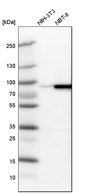 Ezrin Antibody - BSA Free Western Blot: Ezrin Antibody - BSA Free [NBP1-86863]