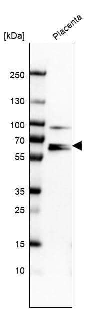 Ezrin Antibody - BSA Free Western Blot: Ezrin Antibody - BSA Free [NBP1-86863]