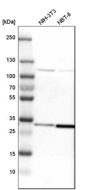 CYC1 Antibody - BSA Free Western Blot: CYC1 Antibody - BSA Free [NBP1-86872]