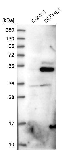 OLFML1 Antibody - BSA Free Western Blot: OLFML1 Antibody - BSA Free [NBP1-86875]