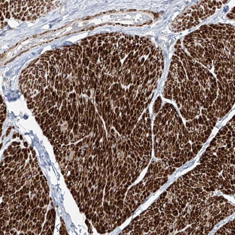 UFD1L Antibody - BSA Free Immunohistochemistry-Paraffin: UFD1L Antibody [NBP1-86879]