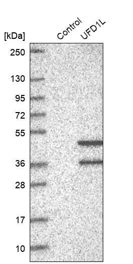 UFD1L Antibody - BSA Free Western Blot: UFD1L Antibody - BSA Free [NBP1-86879]