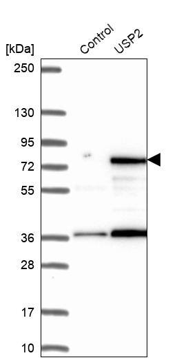 USP2 Antibody - BSA Free Western Blot: USP2 Antibody - BSA Free [NBP1-86882]