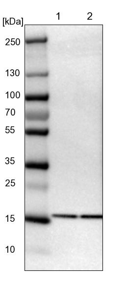UBE2I/Ubc9 Antibody - BSA Free Western Blot: UBE2I/Ubc9 Antibody - BSA Free [NBP1-86887]