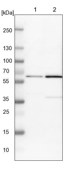 YARS Antibody - BSA Free Western Blot: YARS Antibody - BSA Free [NBP1-86889]