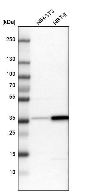 TRAP alpha Antibody - BSA Free Western Blot: TRAP alpha Antibody - BSA Free [NBP1-86912]