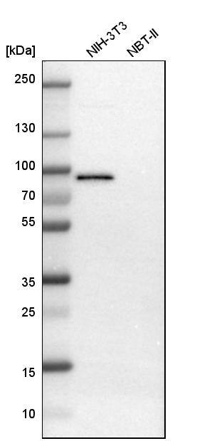 TRAF-2 Antibody - BSA Free Western Blot: TRAF-2 Antibody - BSA Free [NBP1-86913]