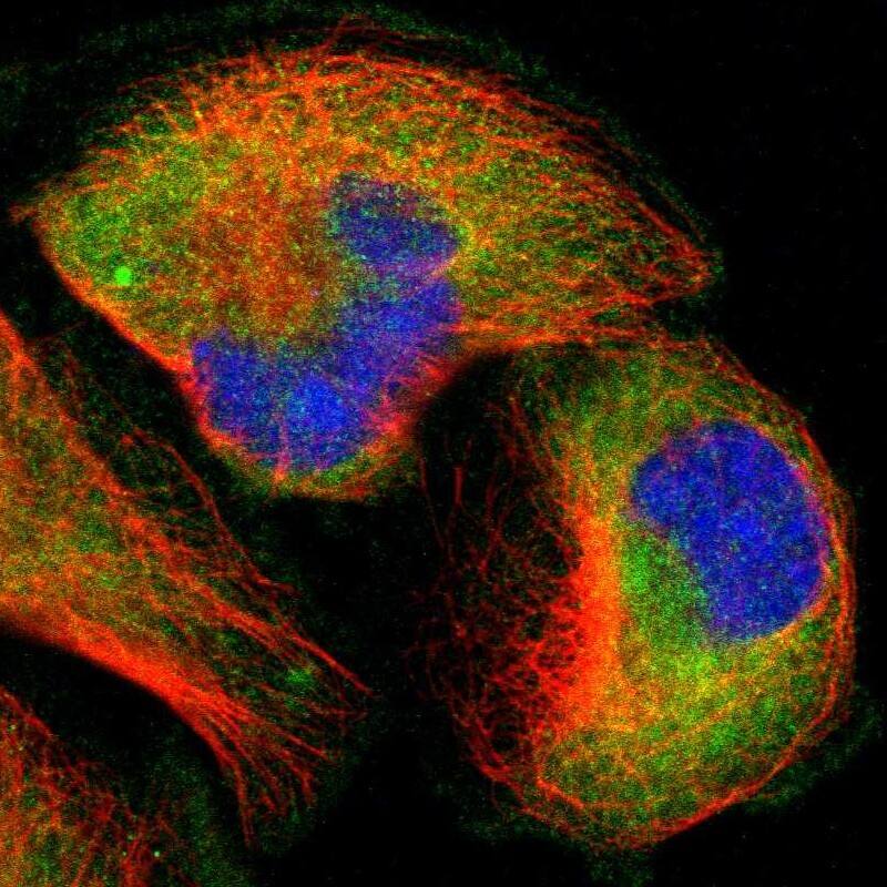 TRAF-2 Antibody - BSA Free Immunocytochemistry/ Immunofluorescence: TRAF-2 Antibody [NBP1-86914]