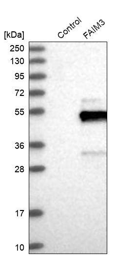 FAIM3 Antibody - BSA Free Western Blot: FAIM3 Antibody - BSA Free [NBP1-86924]