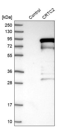 TORC2 Antibody - BSA Free Western Blot: TORC2 Antibody - BSA Free [NBP1-86925]