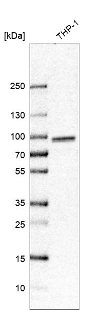 TORC2 Antibody - BSA Free Western Blot: TORC2 Antibody - BSA Free [NBP1-86926]