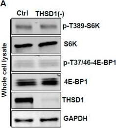 THSD1 Antibody - BSA Free