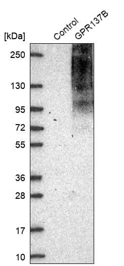 GPR137B Antibody - BSA Free Western Blot: GPR137B Antibody - BSA Free [NBP1-86934]