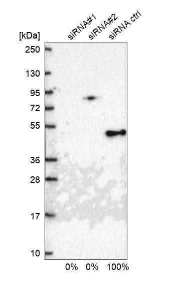 TIMM44 Antibody - BSA Free Western Blot: TIMM44 Antibody - BSA Free [NBP1-86941]