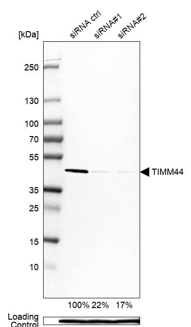 TIMM44 Antibody - BSA Free Western Blot: TIMM44 Antibody - BSA Free [NBP1-86941]