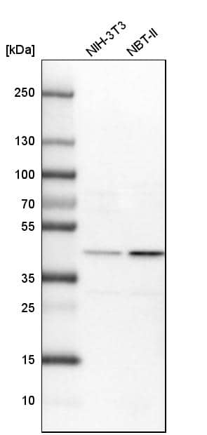 TIMM44 Antibody - BSA Free Western Blot: TIMM44 Antibody - BSA Free [NBP1-86941]